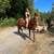 Peruvian Paso Mare 4 thumbnail
