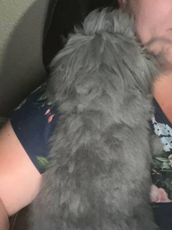 Teddy Widder Rabbit (Visalia)63873028949889122