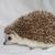 6 hedgehogs to rehome 4 thumbnail
