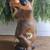 Big Sky Carvers Wood Raccoon with Fish 4 thumbnail