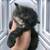Persians cats 3 thumbnail