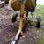 Stone Mortar or cement mixer 6 thumbnail