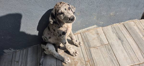 Great Danes (Donna)64036268591361123