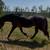 12 year old 15.3 hh crossbred gelding 1 thumbnail