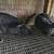Meat rabbits 2 thumbnail
