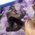 re-homing kittens and mom cat 2 thumbnail