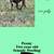 Goats for sale 16 thumbnail