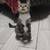 Free 1 yr old female Cat 1 thumbnail