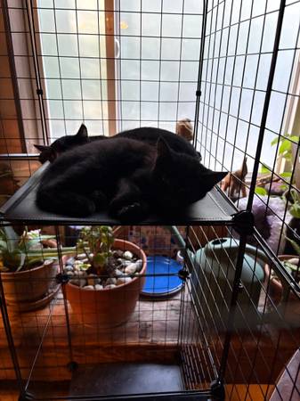 Kittens 1
