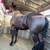4 year old mare 7 thumbnail