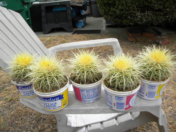 BARREL CACTUS 1