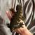 Leachie Gecko 2 thumbnail