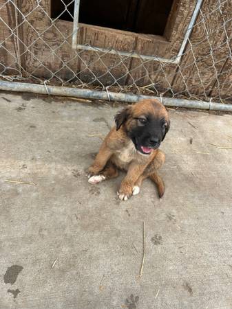Great Pyrenees mountain cur63791686078081120