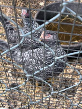 Barred Rock Pullets 1