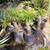 Madagascar Palm ///// PACHYPODIUM lamerei 4 thumbnail