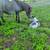 Miniature horse 3 thumbnail