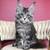 Maine Coon kitten for sale 1 thumbnail