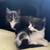 5 Kittens Looking for Their Forever Homes! 🐾 22 thumbnail