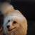 6 dogs 5 thumbnail