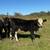 BWF Heifer 1 thumbnail