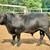 Bull Simmental Angus cross 2 thumbnail