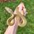 Marble Motley Lemonglow Het Caramel or Clark albino-Reticulated Python 3 thumbnail