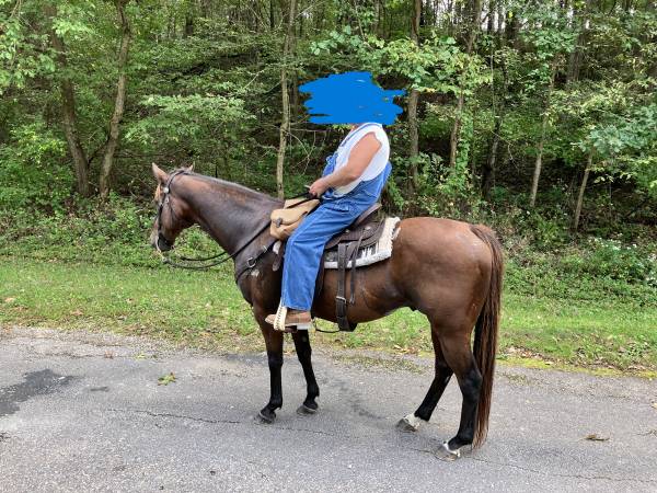 Grade Gelding 1
