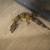 Different Morph Leopard Geckos 15 thumbnail