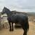 Potrillos Friesian 2 thumbnail