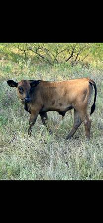 Light weight calves 1