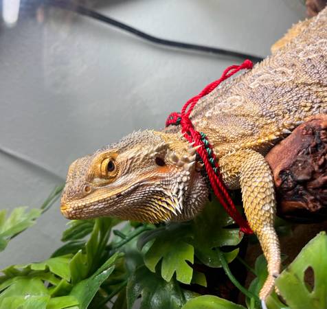 DRAGONES BARBUDOS (Auburn)63874560729729122