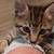 Rehoming Kittens 3 thumbnail