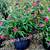 Gardenia crotons clusia foxtail podocarpus ligustrum sweet viburnum firebush ixo 16 thumbnail