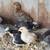 Mixed breed chicks and a male goat 6 thumbnail