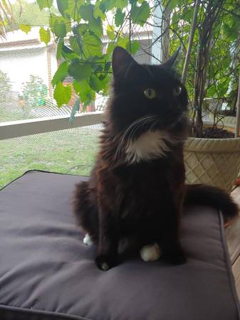 rehoming beautiful tomcat, 5 years old (Pensacola)63836589601153123