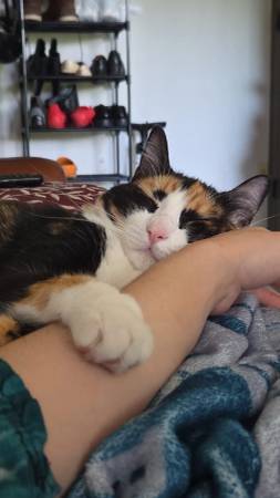 GATO TORTUGA PERDIDO: ABIYA (rockville)63780544382467121