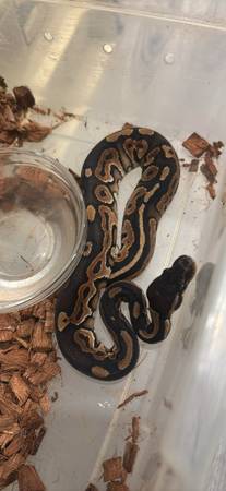 Ball Python 1