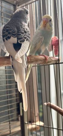 Baby Parakeet - $60 (Wayland)63997446580226123