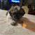 Shih Tzu pups rehoming 2 females 3 thumbnail