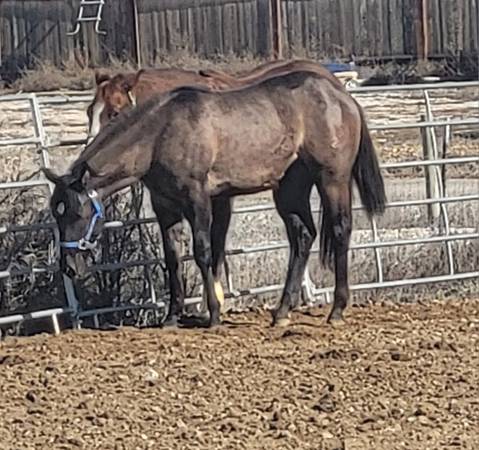 2025 APHA Grulla filly - SALE 1