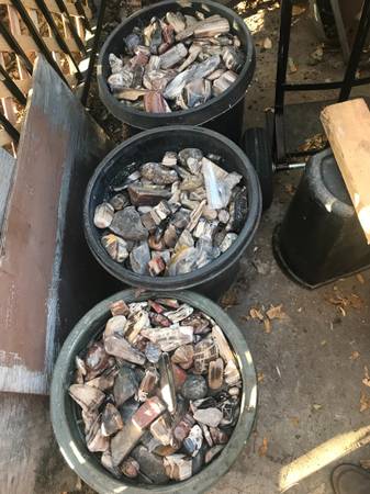 Lapidary tumbled/polished petrified wood 1