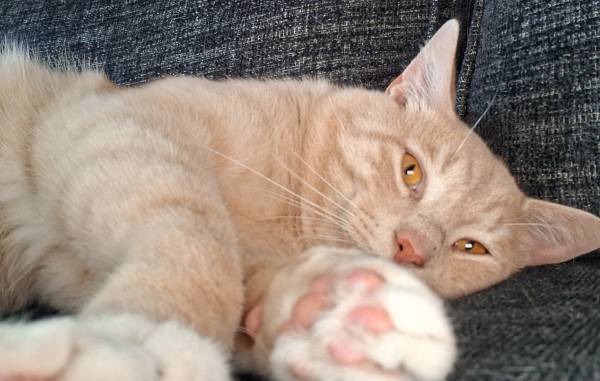 Patterson needs a home!! (Grosbeck)63908215923715123