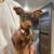Chiweenie dog 1 thumbnail