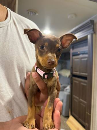 Chiweenie dog 1