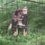 Puppy artificial grass 2 thumbnail