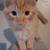 Little Fluffy one 3 thumbnail