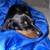 Mini Dachshund 3 thumbnail
