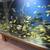 Aquarium fishes/ African cichlids 9 thumbnail