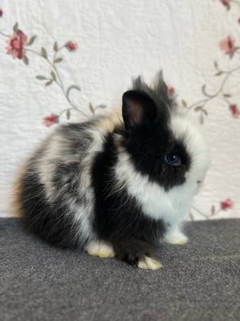 Lionhead Doe 1