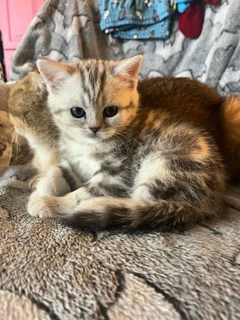 Cute Kittens 1
